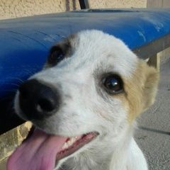 Подробнее об объявлении «Пропала собака кобель Алматы (Алма-Ата)» Фото: пропала собака  «Пропала собака кобель Алматы (Алма-Ата)» в г. Алматы (Алма-Ата)