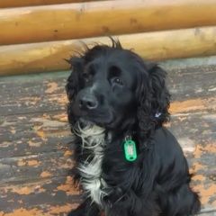 Подробнее об объявлении «Пропала собака спаниель, девочка Санкт-Петербург» Фото: пропала собака Американский кокер-спаниель «Пропала собака спаниель, девочка Санкт-Петербург» в г. Санкт-Петербург