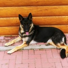 Подробнее об объявлении «Пропала собака немецкая овчарка Воронеж» Фото: пропала собака Немецкая овчарка «Пропала собака немецкая овчарка Воронеж» в г. Воронеж