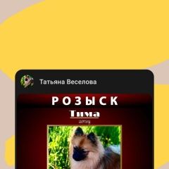 Подробнее об объявлении «Дмитров Пропала собака кобель» Фото: пропала собака  «Дмитров Пропала собака кобель» в г. Дмитров