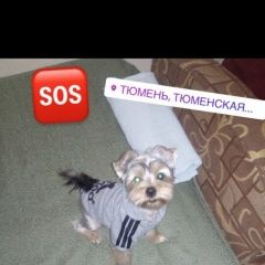 Подробнее об объявлении «Пропала собака кобель верните собаку в семью Тюмень» Фото: пропала собака Йоркширский терьер «Пропала собака кобель верните собаку в семью...» в г. Тюмень