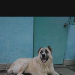 Подробнее об объявлении «Пропала собака Кировское» Фото: пропала собака Среднеазиатская овчарка «Пропала собака Кировское» в г. Кировское