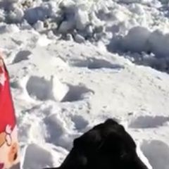 Подробнее об объявлении «Геленджик Пропала собака убежала» Фото: пропала собака  «Геленджик Пропала собака убежала» в г. Геленджик