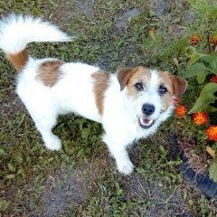 Подробнее об объявлении «Пропала собака кобель Балахна» Фото: пропала собака Джек рассел терьер «Пропала собака кобель Балахна» в г. Балахна