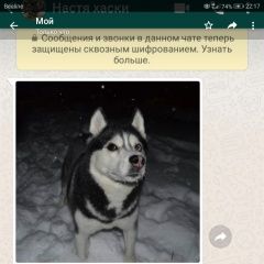 Подробнее об объявлении «Пропала собака кобель Голицыно (Московская обл.)» Фото: пропала собака Сибирская хаски «Пропала собака кобель Голицыно (Московская обл.)» в г. Голицыно (Московская обл.)