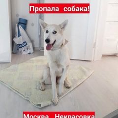 Подробнее об объявлении «Пропала собака москва/ ( белая собака) Некрасовка» Фото: пропала собака  «Пропала собака москва/ ( белая собака) Некрасовка» в г. Некрасовка