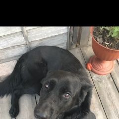 Подробнее об объявлении «Пропала собака Улан-Удэ» Фото: пропала собака Немецкая овчарка «Пропала собака Улан-Удэ» в г. Улан-Удэ