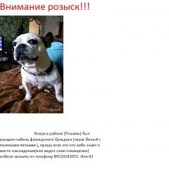 Подробнее об объявлении «Пропала собака кобель французик Донской» Фото: пропала собака Французский бульдог «Пропала собака кобель французик Донской» в г. Донской
