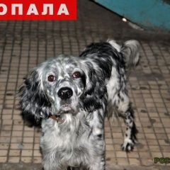 Подробнее об объявлении «Кимры Пропала собака кобель» Фото: пропала собака Английский сеттер «Кимры Пропала собака кобель» в г. Кимры