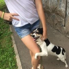 Подробнее об объявлении «Красноярск Пропала собака пожалуйста помогите» Фото: пропала собака  «Красноярск Пропала собака пожалуйста помогите» в г. Красноярск