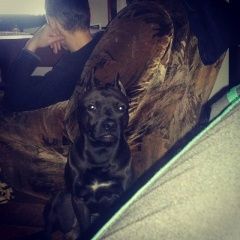 Подробнее об объявлении «Пропала собака кобель Бийск» Фото: пропала собака  «Пропала собака кобель Бийск» в г. Бийск