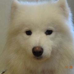 Подробнее об объявлении «Пропала собака Королёв (Юбилейный) (Московская обл.)» Фото: пропала собака Самоедская лайка «Пропала собака Королёв (Юбилейный) (Московская...» в г. Королёв (Юбилейный) (Московская обл.)