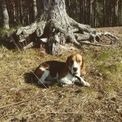 Подробнее об объявлении «Петрозаводск Пропала собака кобель бигль» Фото: пропала собака Бигль «Петрозаводск Пропала собака кобель бигль» в г. Петрозаводск
