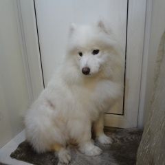 Подробнее об объявлении «Пропала собака украли Королёв (Юбилейный) (Московская обл.)» Фото: пропала собака Самоедская лайка «Пропала собака украли Королёв (Юбилейный)...» в г. Королёв (Юбилейный) (Московская обл.)