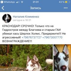 Подробнее об объявлении «Краснодар Пропала собака помогите найти» Фото: пропала собака Сибирская хаски «Краснодар Пропала собака помогите найти» в г. Краснодар