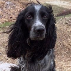 Подробнее об объявлении «Пропала собака кобель Ангарск» Фото: пропала собака Русский охотничий спаниель «Пропала собака кобель Ангарск» в г. Ангарск