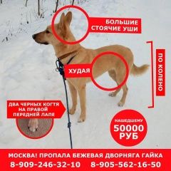 Подробнее об объявлении «Пропала собака Москва» Фото: пропала собака  «Пропала собака Москва» в г. Москва