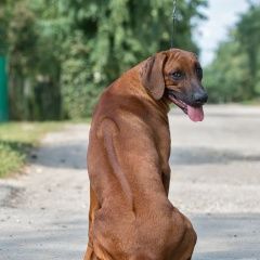 Подробнее об объявлении «Пропала собака кобель вознаграждение горантирую Темрюк» Фото: пропала собака Родезийский риджбек «Пропала собака кобель вознаграждение горантирую...» в г. Темрюк