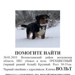 Подробнее об объявлении «Пропала собака кобель бернский зенненхунд Волоколамск» Фото: пропала собака Бернская пастушья собака «Пропала собака кобель бернский зенненхунд...» в г. Волоколамск