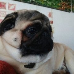 Подробнее об объявлении «Пропала собака кобель мопс в ребровке Кострома» Фото: пропала собака Мопс «Пропала собака кобель мопс в ребровке Кострома» в г. Кострома