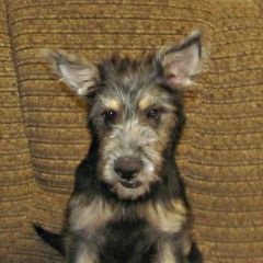 Подробнее об объявлении «Пропала собака город волгоград.девочка с кор.ошейником Средняя Ахтуба» Фото: пропала собака  «Пропала собака город волгоград.девочка с...» в г. Средняя Ахтуба