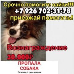 Подробнее об объявлении «Пропала собака 4.02 Москва» Фото: пропала собака Папильон ( папийон) «Пропала собака 4.02 Москва» в г. Москва