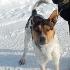 Подробнее об объявлении «Пропала собака кобель и еще один Белгород» Фото: пропала собака  «Пропала собака кобель и еще один Белгород» в г. Белгород