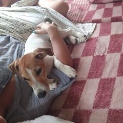 Подробнее об объявлении «Пропала собака кобель джек рассел терьер кабель Звенигород» Фото: пропала собака Джек рассел терьер «Пропала собака кобель джек рассел терьер кабель...» в г. Звенигород