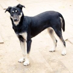 Подробнее об объявлении «Пропала собака Самара» Фото: пропала собака  «Пропала собака Самара» в г. Самара