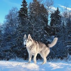 Подробнее об объявлении «Пропала собака кобель хаски в районе духанино-2 Истра» Фото: пропала собака Сибирская хаски «Пропала собака кобель хаски в районе духанино-2...» в г. Истра