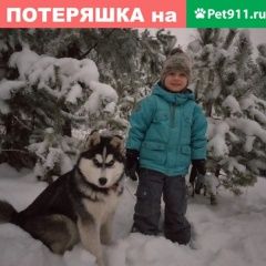 Подробнее об объявлении «Курган Пропала собака» Фото: пропала собака  «Курган Пропала собака» в г. Курган