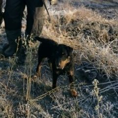 Подробнее об объявлении «Липецк Пропала собака кобель» Фото: пропала собака Ягд-терьер «Липецк Пропала собака кобель» в г. Липецк
