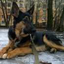 Подробнее об объявлении «Тосно Пропала собака кобель, отзывается на кличку тиша.» Фото: пропала собака  «Тосно Пропала собака кобель, отзывается на...» в г. Тосно