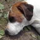 Подробнее об объявлении «Пропала собака кобель бакс   Санкт-Петербург» Фото: пропала собака Бигль «Пропала собака кобель бакс   Санкт-Петербург» в г. Санкт-Петербург