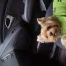 Подробнее об объявлении «Балашиха Пропала собака кобель йоркширский терьер» Фото: пропала собака  «Балашиха Пропала собака кобель йоркширский терьер» в г. Балашиха