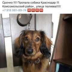 Подробнее об объявлении «Краснодар Пропала собака кобель, боня, тюляева» Фото: пропала собака Такса «Краснодар Пропала собака кобель, боня, тюляева» в г. Краснодар