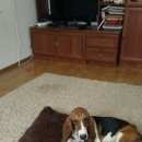 Подробнее об объявлении «Воронеж Пропала собака кобель» Фото: пропала собака Бассет-хаунд «Воронеж Пропала собака кобель» в г. Воронеж