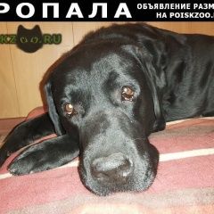 Подробнее об объявлении «Пропала собака кобель лабрадор Сергиев Посад» Фото: пропала собака Лабрадор ретривер «Пропала собака кобель лабрадор Сергиев Посад» в г. Сергиев Посад