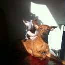 Подробнее об объявлении «Пропала собака кобель Санкт-Петербург» Фото: пропала собака  «Пропала собака кобель Санкт-Петербург» в г. Санкт-Петербург