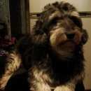 Подробнее об объявлении «Пропала собака кобель Санкт-Петербург» Фото: пропала собака Такса «Пропала собака кобель Санкт-Петербург» в г. Санкт-Петербург