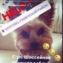 Подробнее об объявлении «Пропала собака кобель Жуковский» Фото: пропала собака Йоркширский терьер «Пропала собака кобель Жуковский» в г. Жуковский