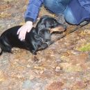 Подробнее об объявлении «Пропала собака породы такса Санкт-Петербург» Фото: пропала собака Такса «Пропала собака породы такса Санкт-Петербург» в г. Санкт-Петербург