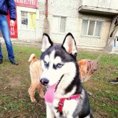 Подробнее об объявлении «Николаев Николаевская обл. Пропала собака помогите пожалуйста» Фото: пропала собака Сибирская хаски «Николаев Николаевская обл. Пропала собака...» в г. Николаев Николаевская обл.