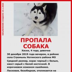 Подробнее об объявлении «Черноголовка Пропала собака хаски-потеряшка» Фото: пропала собака  «Черноголовка Пропала собака хаски-потеряшка» в г. Черноголовка