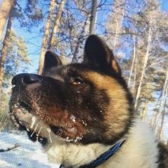 Подробнее об объявлении «Иркутск Пропала собака кобель потерялась собака американская акита» Фото: пропала собака Акита-ину «Иркутск Пропала собака кобель потерялась собака...» в г. Иркутск