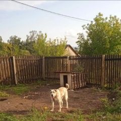 Подробнее об объявлении «Пропала собака алабай Красноярск» Фото: пропала собака Среднеазиатская овчарка «Пропала собака алабай Красноярск» в г. Красноярск