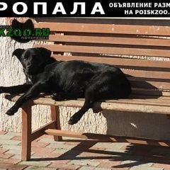 Подробнее об объявлении «Калининград (Кенигсберг) Пропала собака кобель  без поводка» Фото: пропала собака  «Калининград (Кенигсберг) Пропала собака кобель...» в г. Калининград (Кенигсберг)
