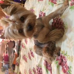 Подробнее об объявлении «Пропала собака девочка йорк Гагарин» Фото: пропала собака Йоркширский терьер «Пропала собака девочка йорк Гагарин» в г. Гагарин