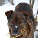 Подробнее об объявлении «Пропала собака кобель Нижний Новгород» Фото: пропала собака  «Пропала собака кобель Нижний Новгород» в г. Нижний Новгород