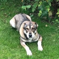 Подробнее об объявлении «Нижний Новгород Пропала собака» Фото: пропала собака Среднеазиатская овчарка «Нижний Новгород Пропала собака» в г. Нижний Новгород